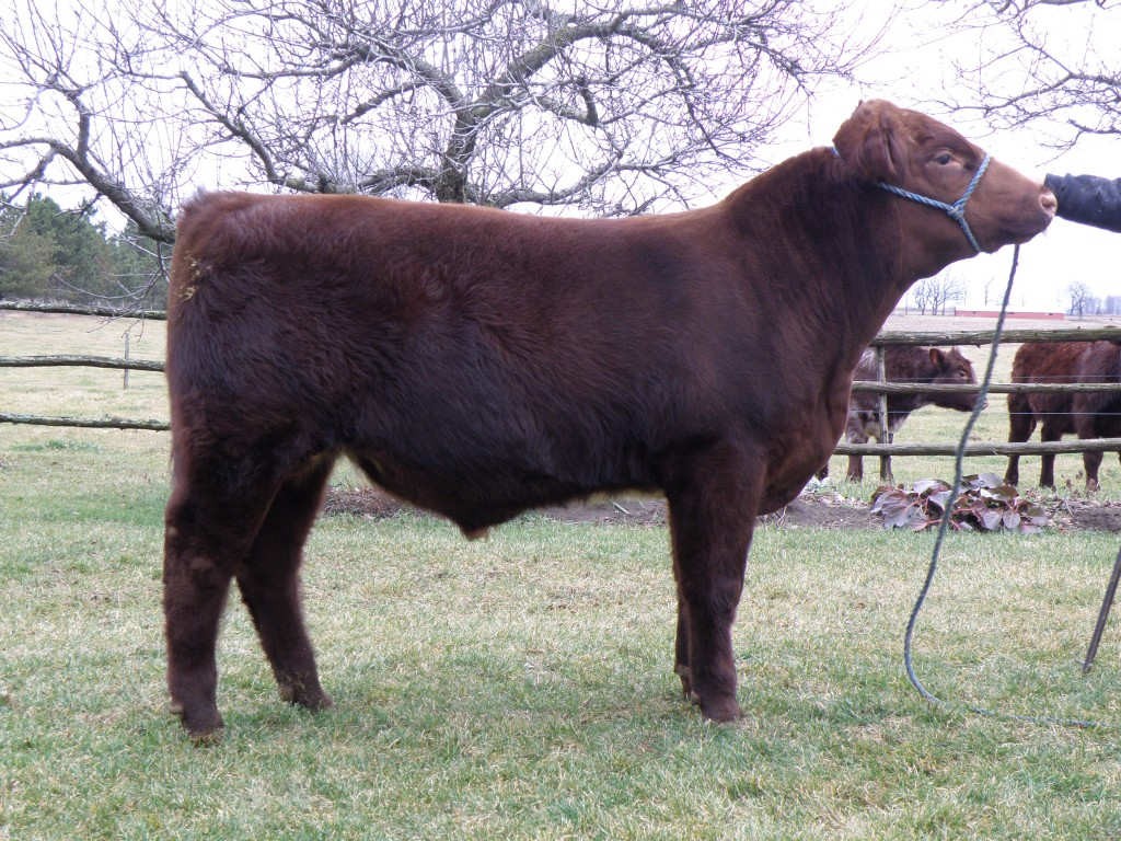 Gallery Red Rose Farm